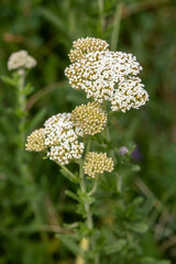 Yarrow (Achillea millefolium) is a flowering plant that is a member of the Daisy family.