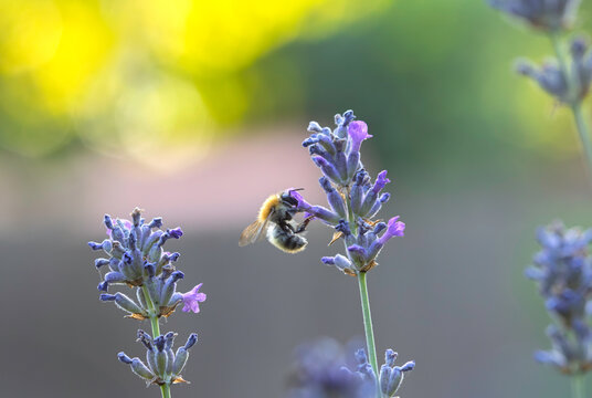 Abeille butinant une fleur de lavande 