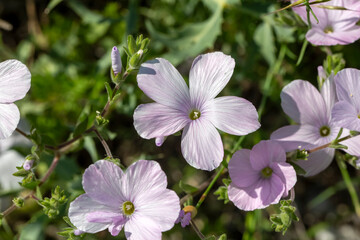 Fototapeta premium Linum perenne, perennial flax, blue flax or lint, is a flowering plant in the family Linaceae.