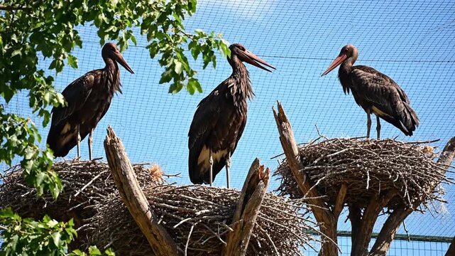 Three dark storks on nests in outdoor aviary under blue sky