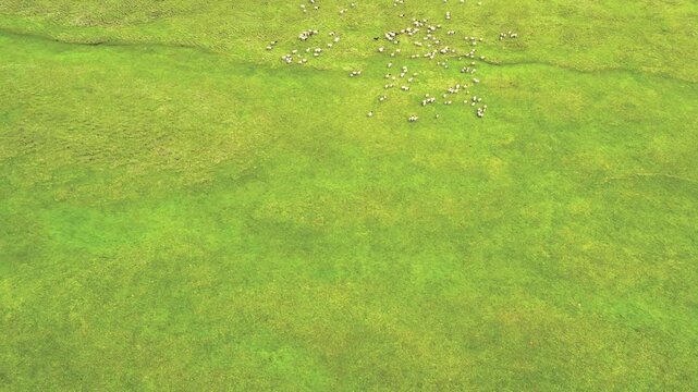Aerial View of Sheep Herd Grazing on Green Hillside Pasture