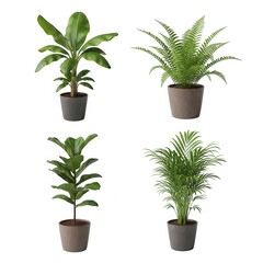 Four potted plants on a white background isolated on transparent background
