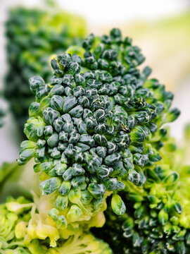 Fresh raw broccoli floret on white plate with bright green stem