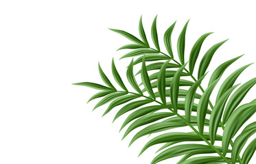 Fototapeta premium tropical green palm tree leaves on transparent background transparent background