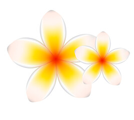 Fototapeta premium Two yellow and white plumeria flowers isolated on transparent background transparent background