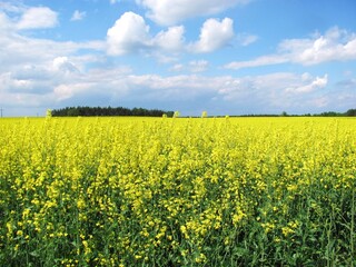 Fototapeta premium Blooming rapeseed field in spring under blue sky