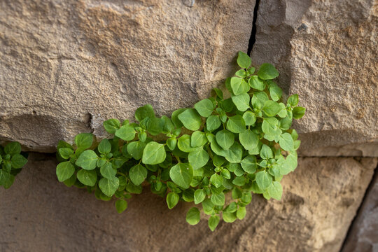 Title: Small green plant growing in the crack of a stone wall.  Pellitory-of-the-wall (Parietaria judaica)