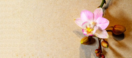 Orchidee Orchideenbl&uuml;te