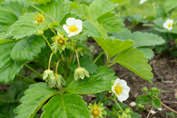 Strawberry plant with white blossoms and buds in a garden setting