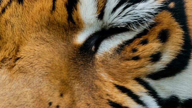 Tiger eye close-up sequence showing intense gaze progression. Wild feline predators yellow iris and striped fur in wildlife observation. Nature animal portrait concept for educational videos.