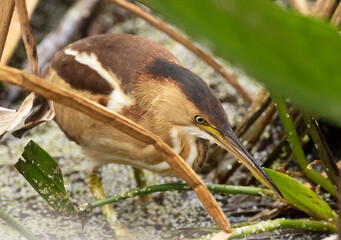 Least Bittern