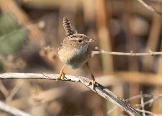 Sedge Wren on Stick