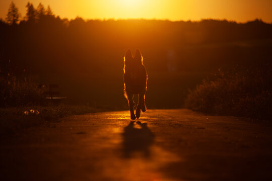 Hund Silhouette eines sitzenden Hundes im Sonnenaufgang. Deutscher Sch&auml;ferhund im Profil im Gegenlicht von Sonnenuntergang. Symbol f&uuml;r Liebe, Tod, Sterben, Trauer, Jenseits
