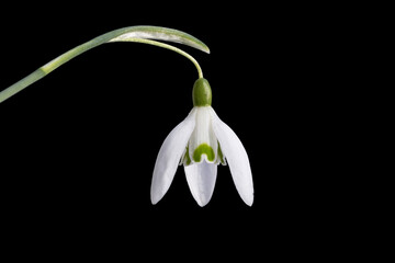 Snowdrop flower blooms in the Netherlands, showcasing delicate white petals and green markings in early spring