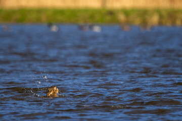 European hare swimming in Eempolder, Eemnes, Netherlands on a sunny day