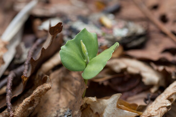 ブナ林春の訪れブナの実生