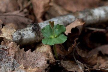 ブナ林春の訪れブナの実生
