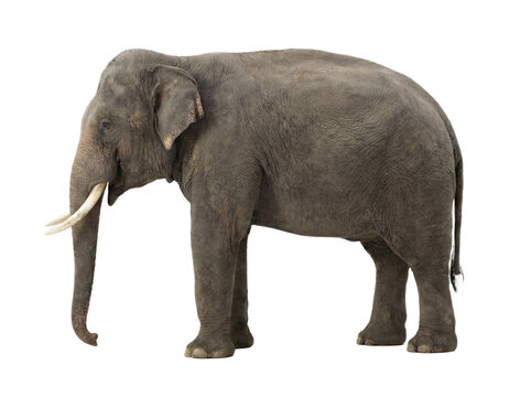 Asian elephant standing, side view, isolated on transparent background (PNG)