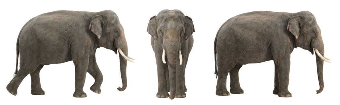 Asian elephant set with side and front views, isolated on transparent background