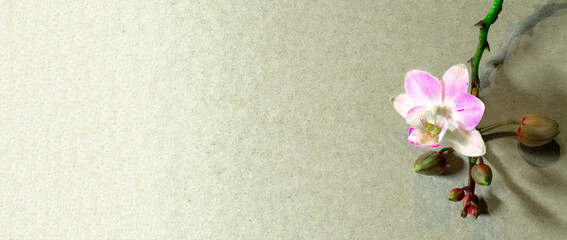 Orchidee Orchideenbl&uuml;te