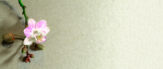 Orchidee Orchideenbl&uuml;te