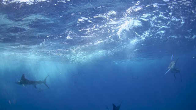 Striped marlins are hunting a small sardines. One of the fastest fish in the ocean. Fish with the long sword on their head.
