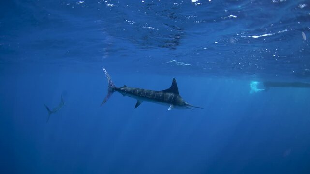 Striped marlins are hunting a small sardines. One of the fastest fish in the ocean. Fish with the long sword on their head.