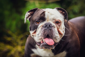 Fototapeta premium Old English Bulldog with his tongue hanging out