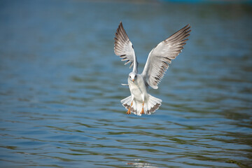 Brown-headed gull (Chroicocephalus brunnicephalus) Kerala, India