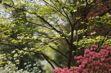 Fototapeta premium White Cornus florida in bloom. Blossoming dogwood tree, pink azalea bush in the foreground