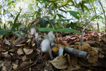 ギンリョウソウとブナのブナの芽吹き実生から本葉へ春のブナ林