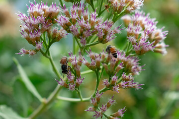 Macro shot of honey bees collecting nectar and pollen from purple Siam Weed flowers (Chromolaena odorata) in a tropical garden.