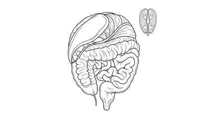 Fototapeta premium Detailed illustration of human brain with cerebral hemispheres and cerebellum for medical education purposes