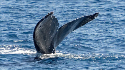 Obraz premium Humpback Whale activity off Maui Hawaii