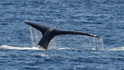 Humpback Whale activity off Maui Hawaii