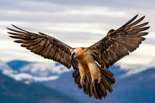 Bearded vulture in the peaks of the Spanish Pyrenees
