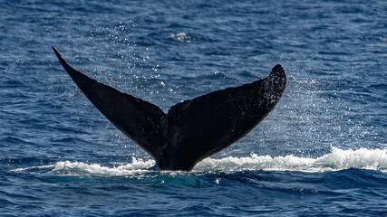 Fototapeta premium Humpback Whale activity off Maui Hawaii