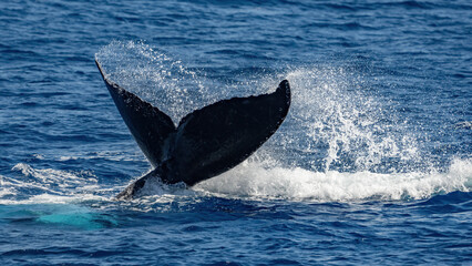 Fototapeta premium Humpback Whale activity off Maui Hawaii