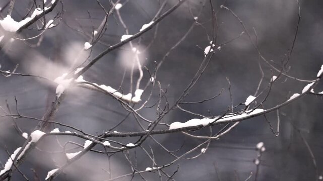 Mid-range shot of a chickadee on a tree branch full of snow in wintertime while it is snowing.  The chickadee flies up and flies out of view shot. 