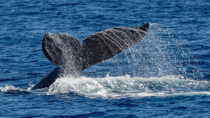 Fototapeta premium Humpback Whale activity off Maui Hawaii