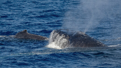 Naklejka premium Humpback Whale activity off Maui Hawaii