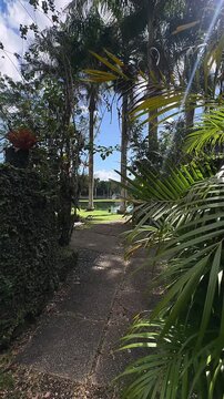 shaded tropical garden pathway framed by palm trees dense greenery and sunlit park lake
