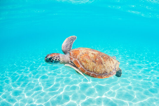 Green sea turtle gliding above sunlit sandy ocean bottom in shallow tropical water, caribbean marine wildlife underwater nature photography