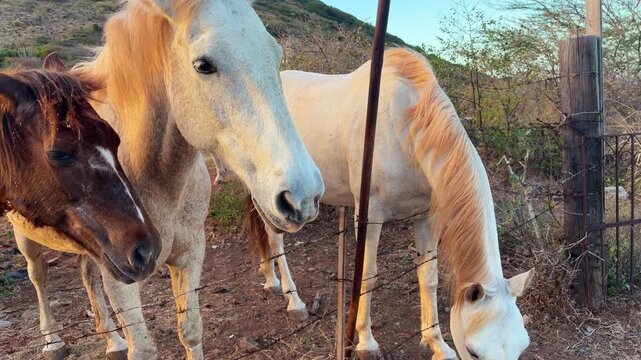 Three beautiful horses with flowing manes in the rays of the setting sun on the island of Saint Martin in the northeastern Caribbean.