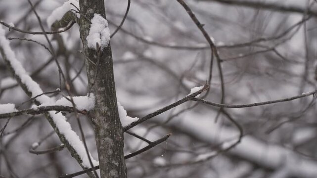 Close-up shot of a chickadee bobbing on a tree branch full of snow in wintertime.  The chickadee flies up and flies out of view shot. 