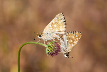 Obraz premium Carcharodus alceae - Mallow Skipper butterflies mating