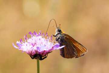 Thymelicus sylvestris - Small Skipper butterfly © Esin Deniz