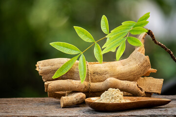 Dried Eurycoma longifolia Jack or Tongkat Ali roots ,powder and branch green leaves on natural background.