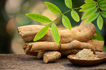 Dried Eurycoma longifolia Jack or Tongkat Ali roots ,powder and branch green leaves on natural background.