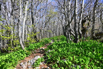 Las bukowy, czosnek niedźwiedzi, Gorski Kotar, Pasmo górskie Góry Dynarskie, Chorwacja, Europa, © Albin Marciniak